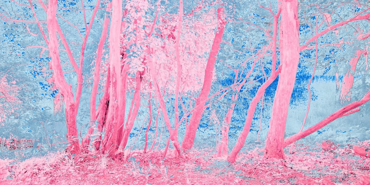 The Return of Pink: From Dismissal to Reclamation